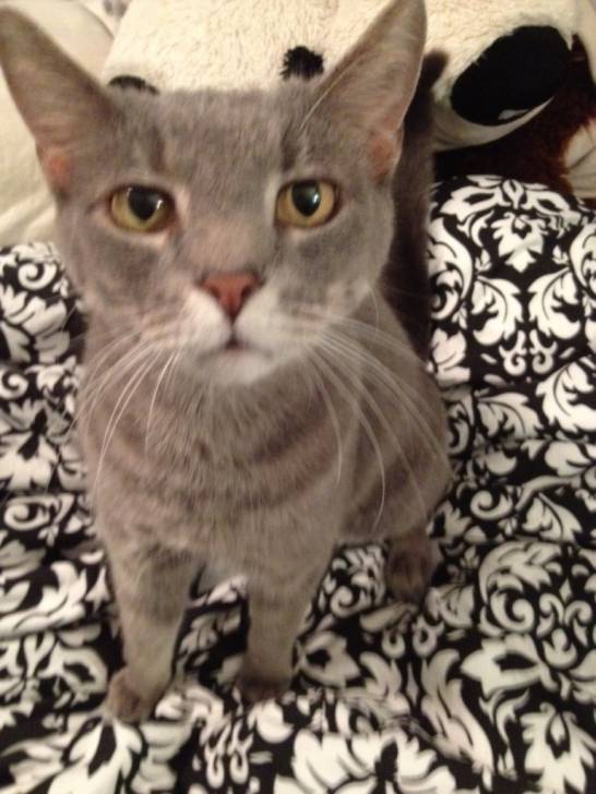 Greyland - Mâle (9 ans)
