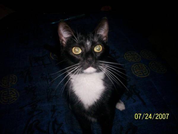 Neko - (2 ans)