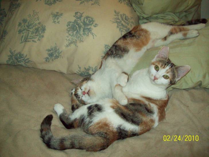 The Twins Bud and Blossum - (2 ans)