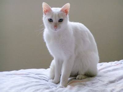 Lilly - (5 mois)
