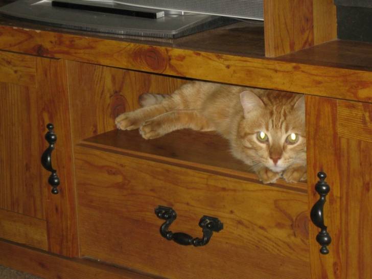 Oliver - Mâle (4 ans)
