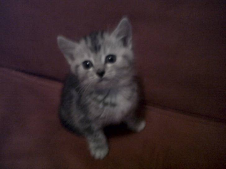 Miette - (9 mois)