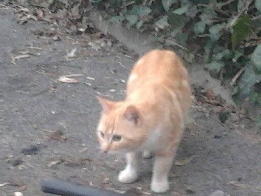 mignon - Mâle (8 ans)