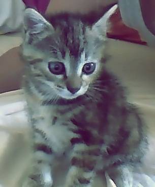 Lola - (1 mois)