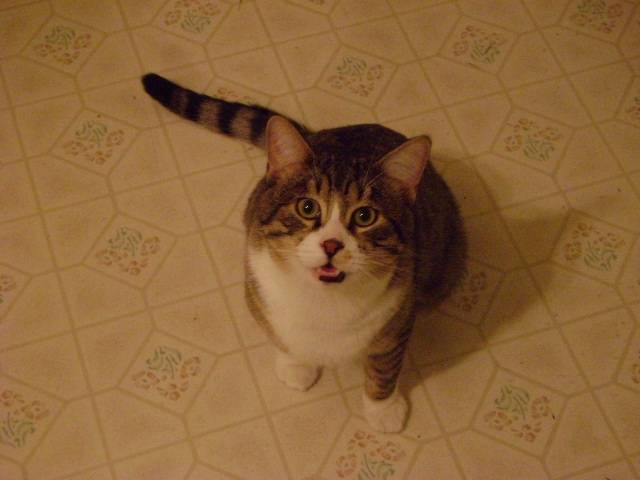 kitty - Mâle (1 an)