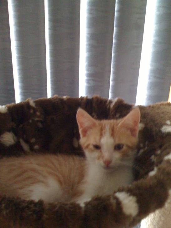 Sunshine - Mâle (2 ans)