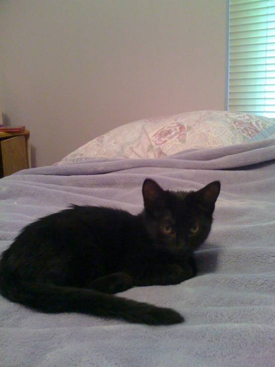 Midnight - Mâle (4 ans)