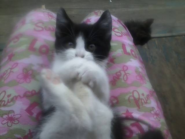 Summer or aka Oreo - (5 mois)