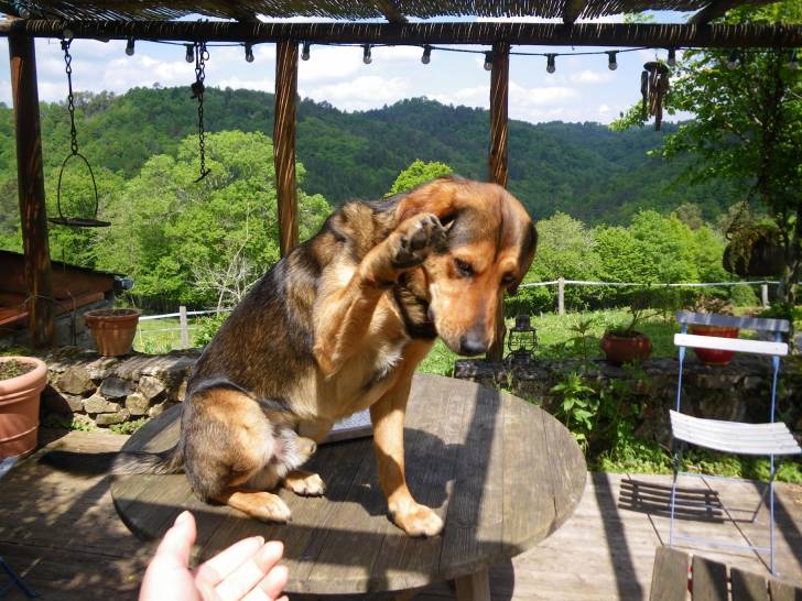 Baloo - Mâle (3 ans)