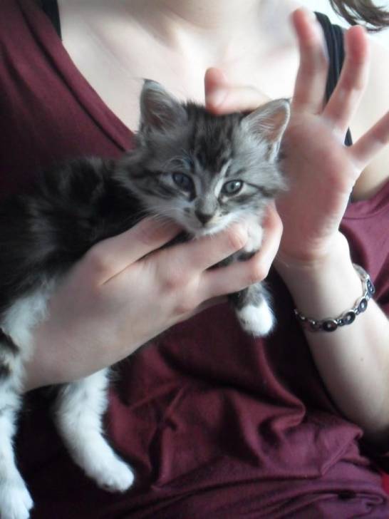 Kichou - (3 mois)