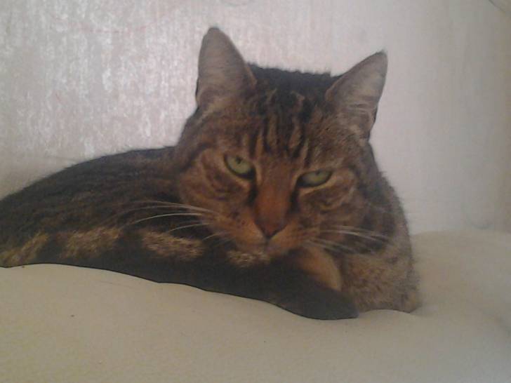 Koda - Mâle (8 ans)