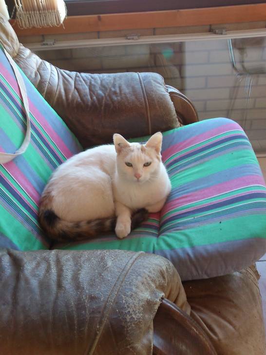 Blanchette -