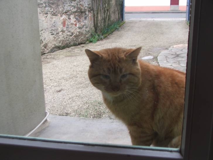 il est trot chou - Mâle (2 ans)