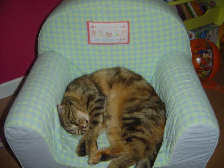 Coquine - (5 ans)