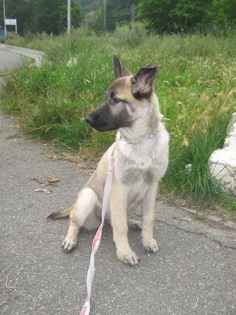 Armo chien d'un copain -