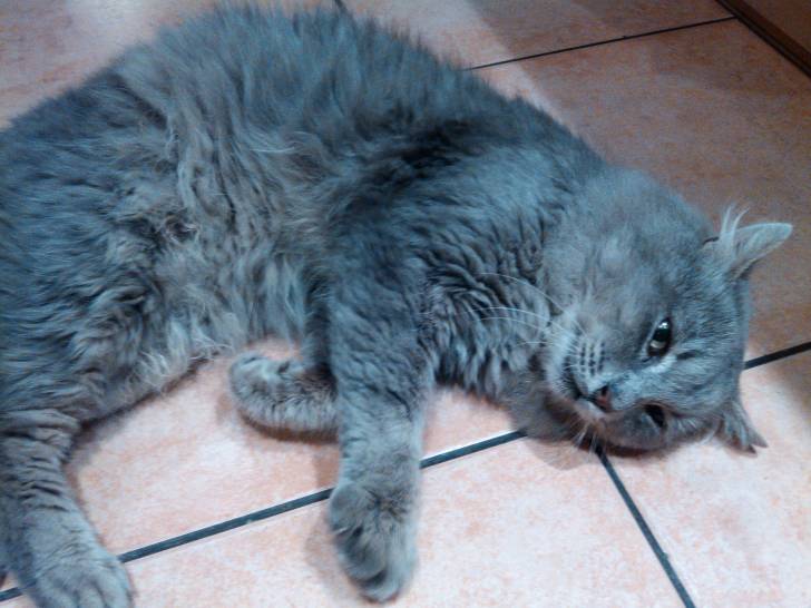 greici - Mâle (8 ans)