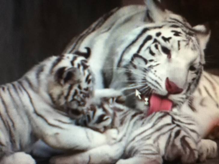 tigres - (Autre)