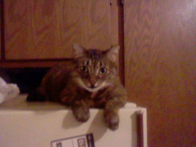 Cinder - (10 ans)