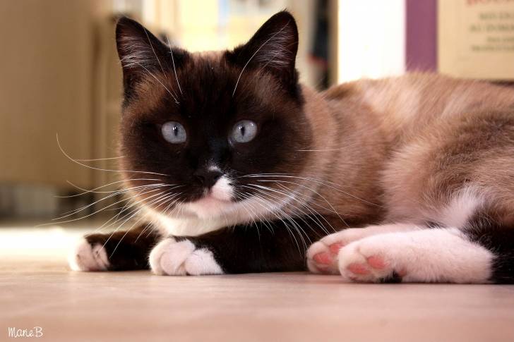 Elliot - Mâle (4 ans)