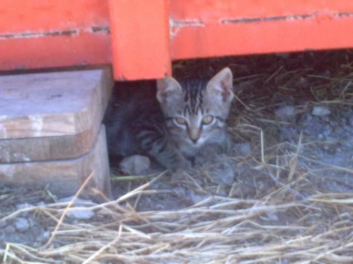 Olly - Mâle (4 mois)