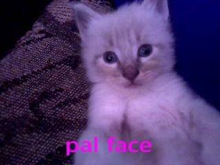 chessie! - Mâle (3 mois)