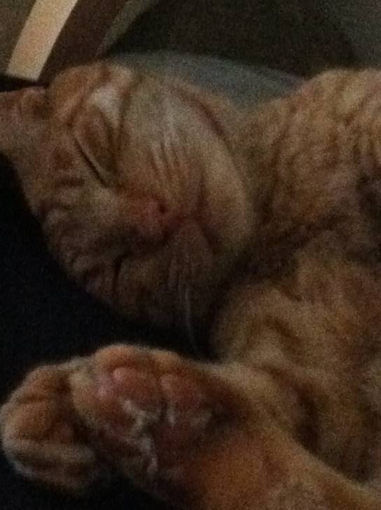 Tigger - Mâle