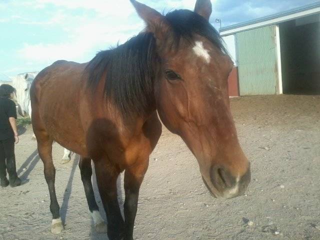 Mandarino - Mâle (8 ans)