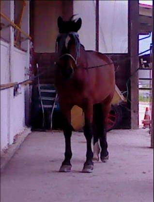 Soltan - Mâle (8 ans)