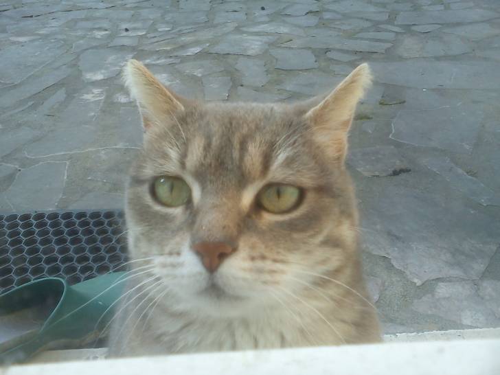 Miaoumiaou - Mâle (2 ans)