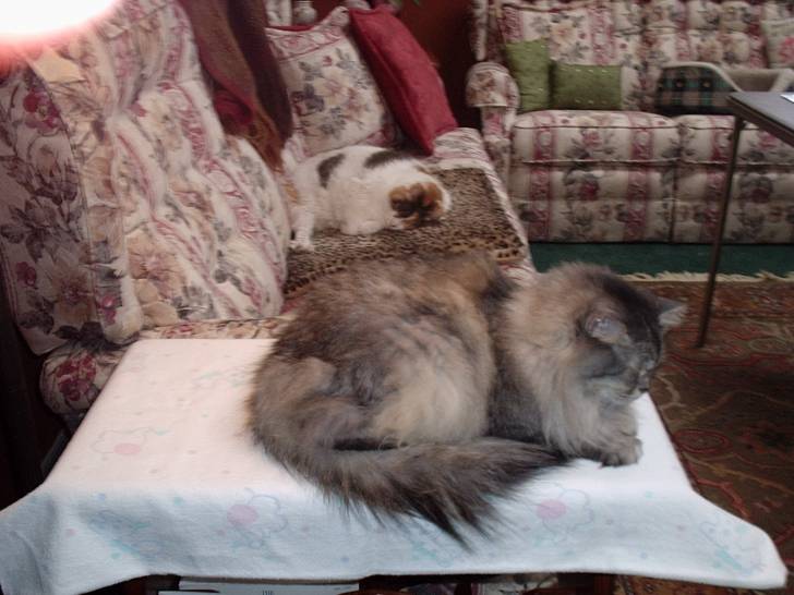 Misty And Cali -