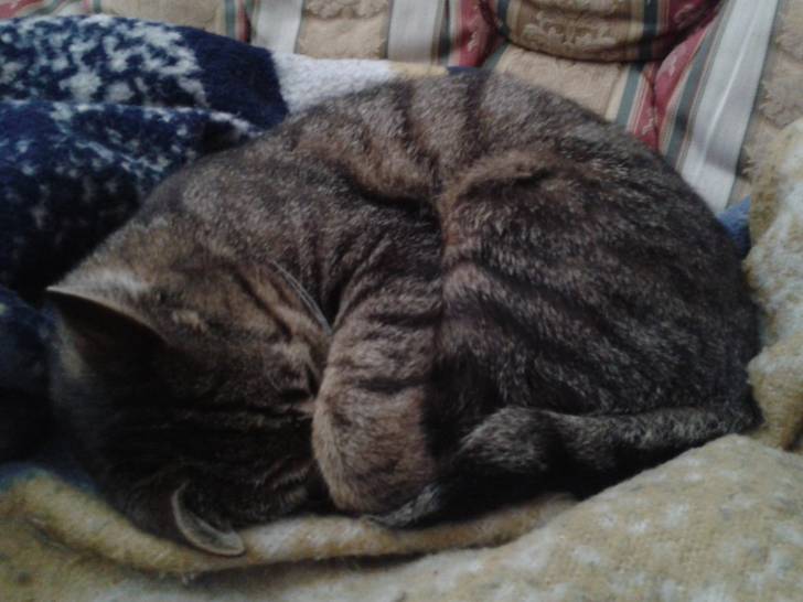 Timmy - Mâle (3 ans)