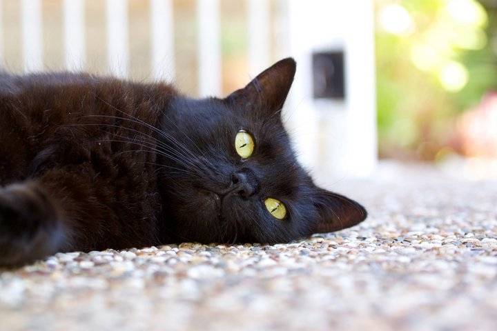Perry - Mâle (8 ans)