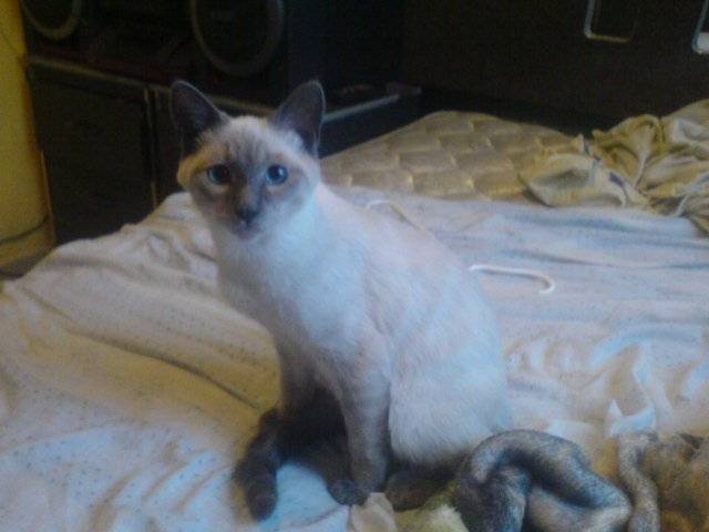 Chito - Mâle (3 ans)