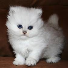 Ice - (8 mois)