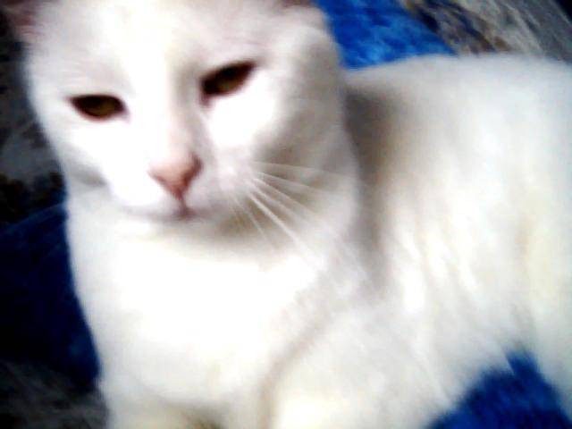 Lune - (9 mois)