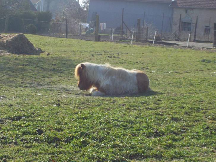 Nougat - (19 ans)