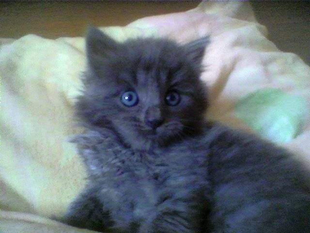pepite - (3 ans)