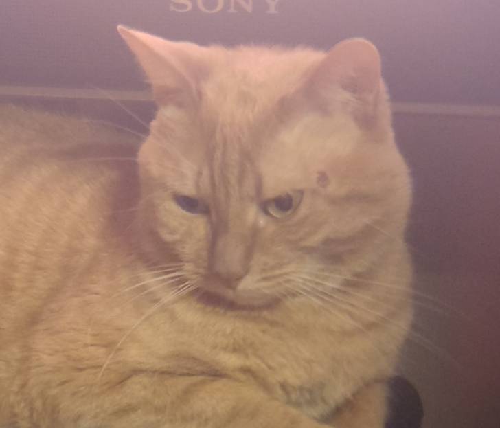Moustache - Mâle (6 ans)