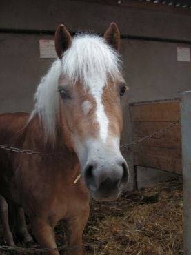 Prescott - Mâle (8 ans)