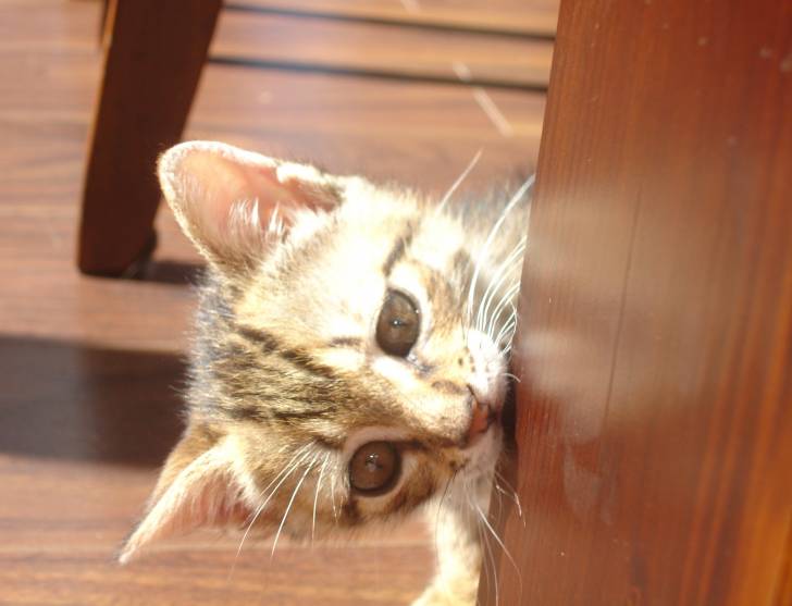Benny - Mâle (2 mois)