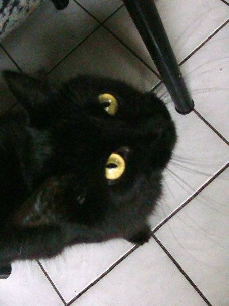Taz -