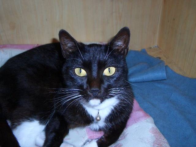 Moustache - Mâle (3 ans)