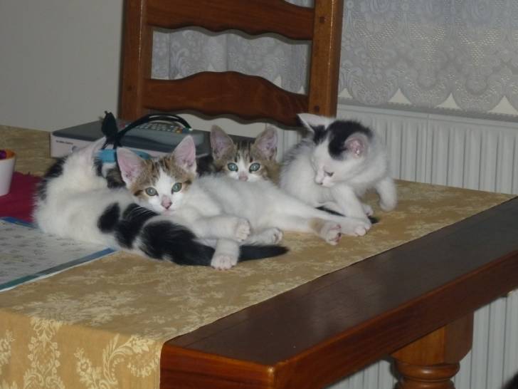 Chatons - (1 an)