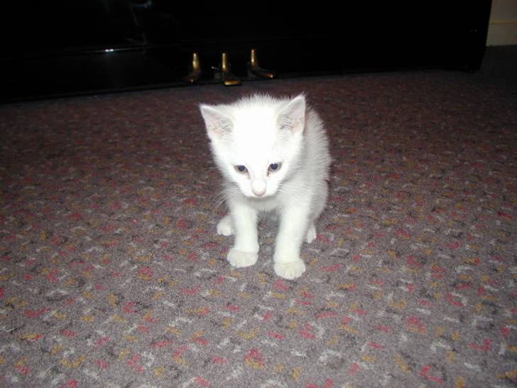 Youki - Mâle (8 mois)