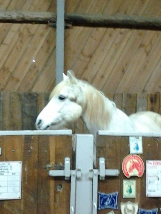 Get - Mâle (4 ans)
