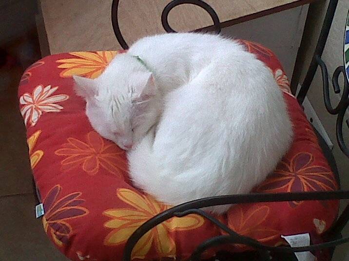 Kitty Blue - (1 an)
