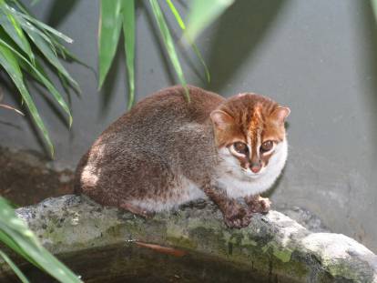 Le Chat à Tête Plate, un chat sauvage à découvrir