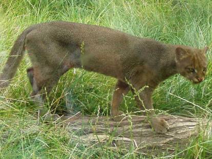 Un Jaguarondi marchant dans les hautes herbes