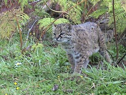 Un kodkod marche dans une forêt