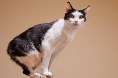 Les Races De Chat Sans Queue Ou A La Queue Courte